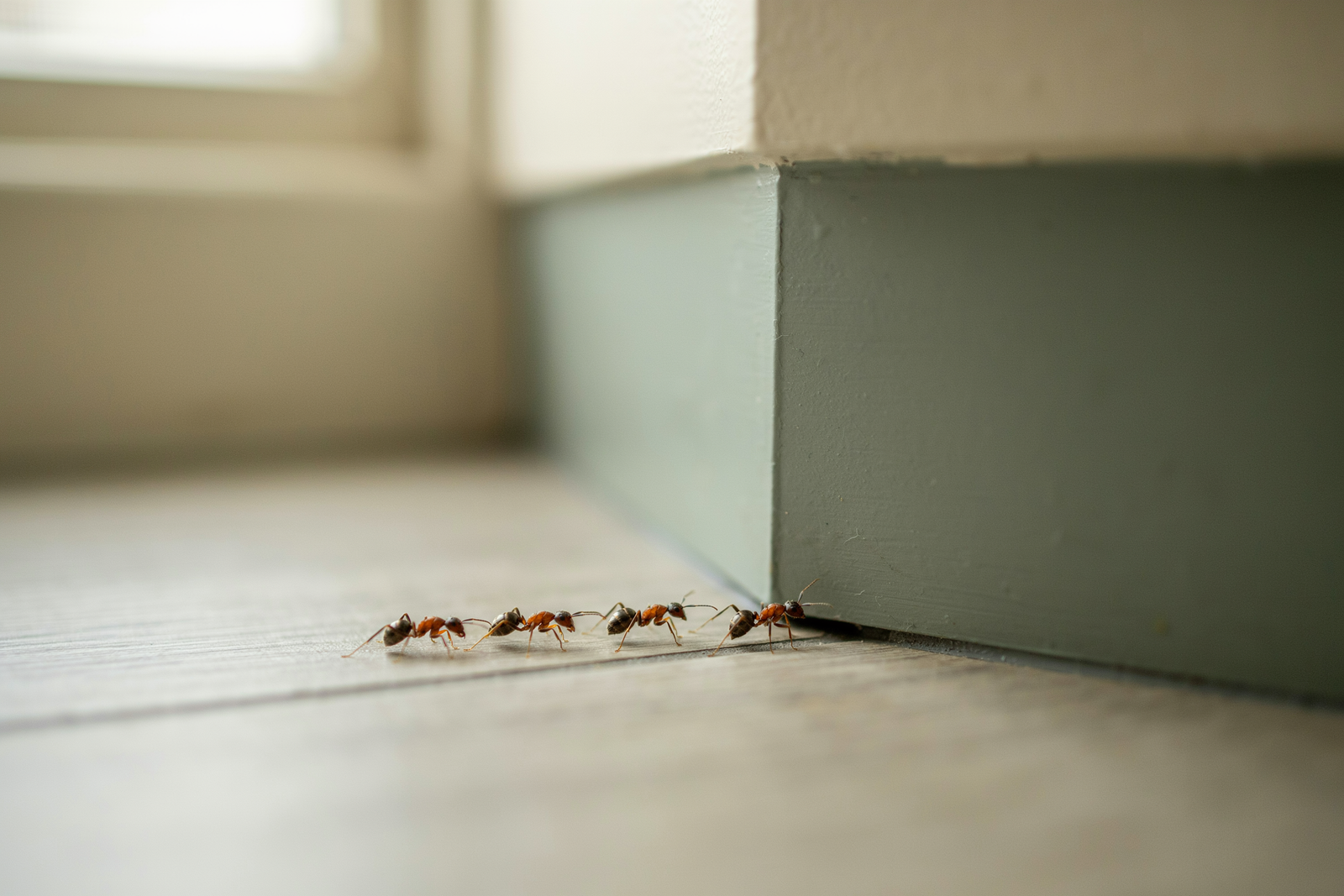 How to Get Rid of Ants in the House