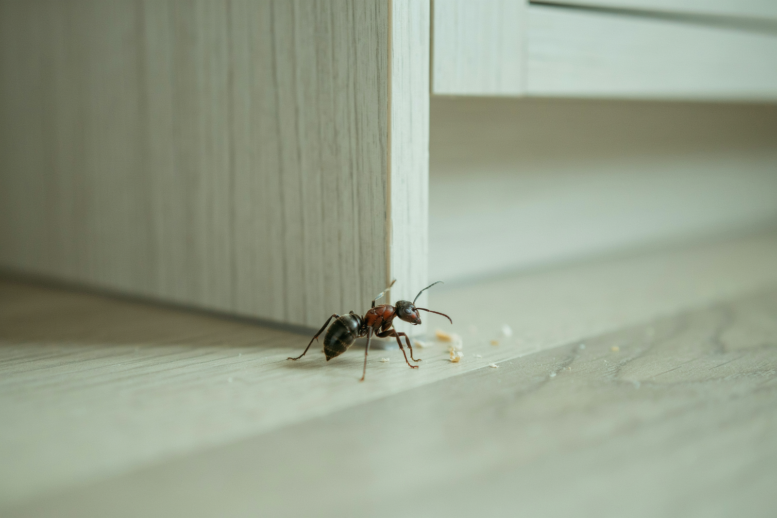 How to Get Rid of Carpenter Ants in the Kitchen