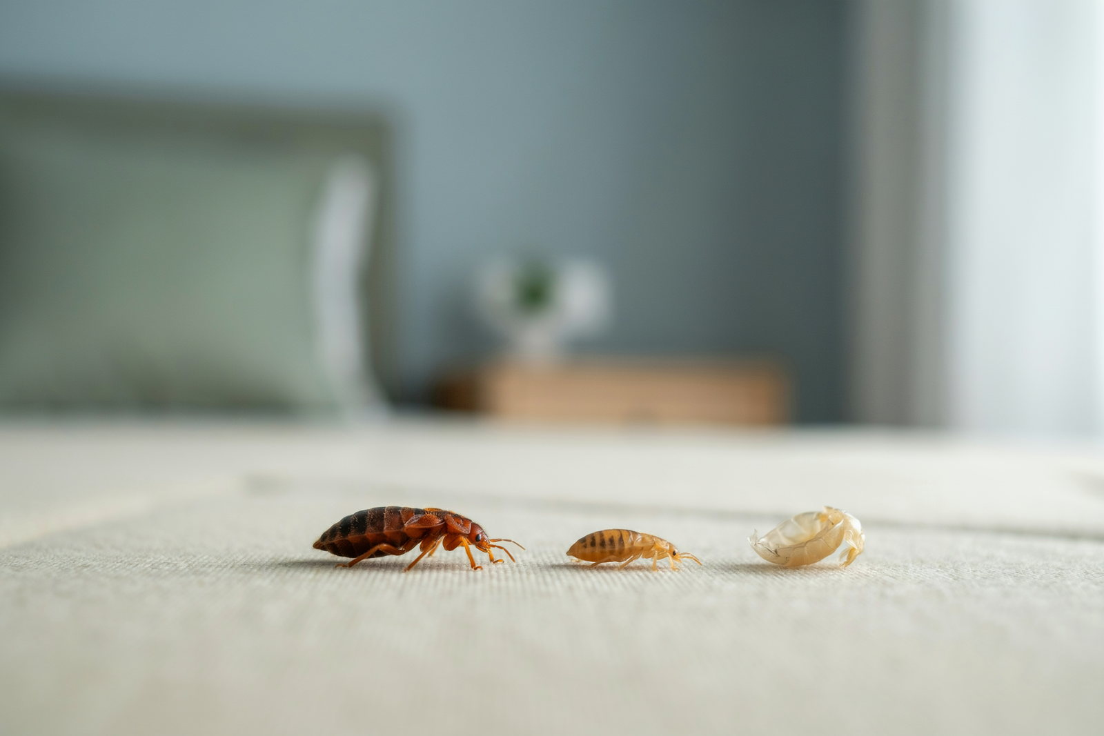 What Do Bed Bugs Look Like? Eggs, Nymphs and Common Lookalikes