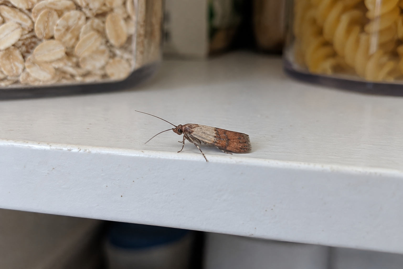 How to Prevent Pantry Moths From Coming Back